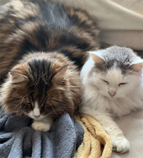 Sibirisk katt Umbriel o Gosnosens Molly, Gammas dotter